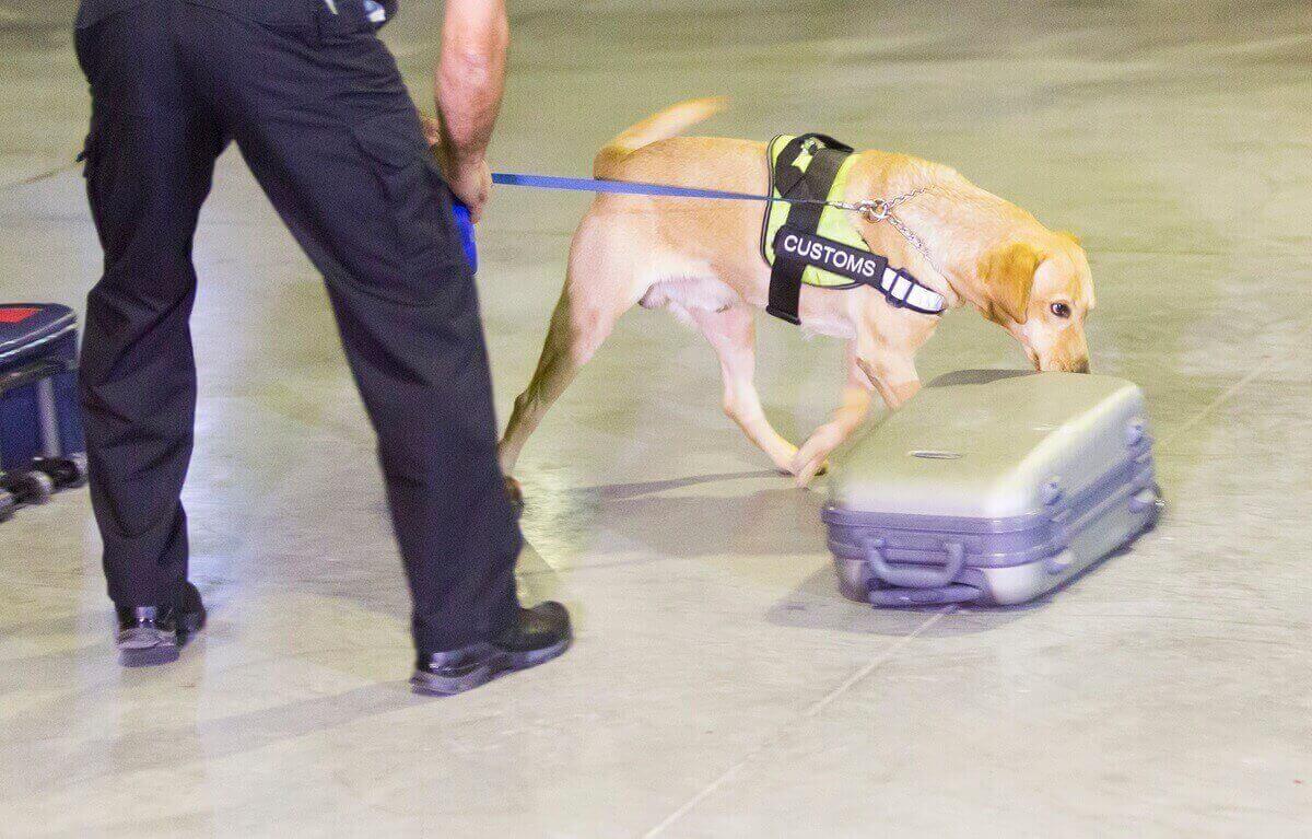 Cómo Un Abogado Criminalista Aeroportuario En Fort Worth Puede Asistirle